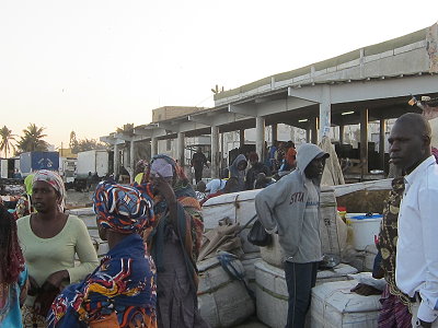 Refrigerated truck of the export plants are in competition with the women for access to the fish landings