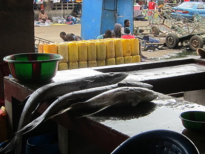 Spécimens de barracuda sur l'étalage