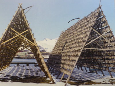 Historical photo of cod drying racks