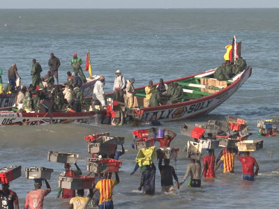 Unloading the fish