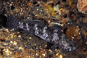 330px Gobius paganellus