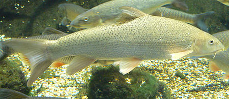 450px Barbel