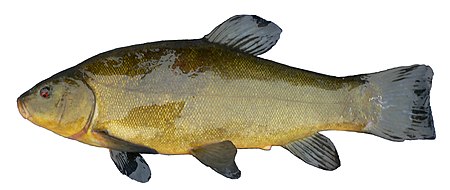 450px FemaleTench1