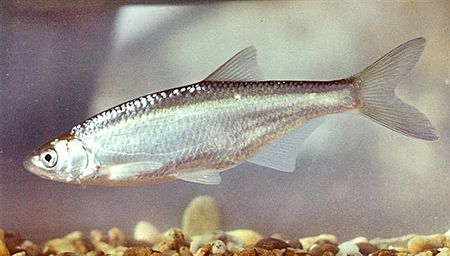 Alburnus alburnus Hungary