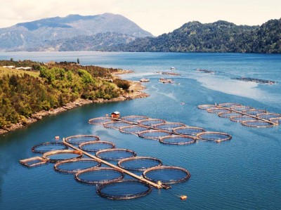 Cages chargées de fortes densités de poisson (Photo El Dínamo)